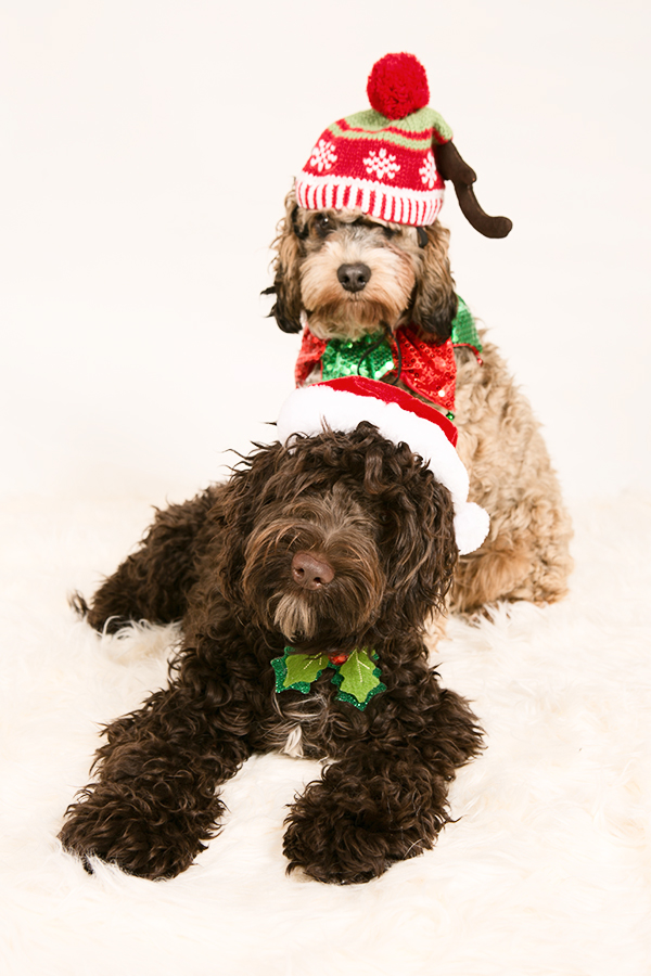 Free Pet Shoots at Pinfold Vets November 2017