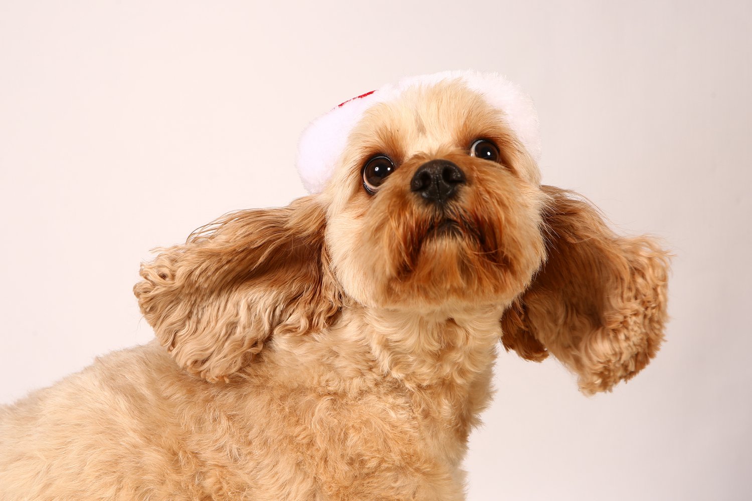 Free Pet Shoots at Pinfold Vets November 2017