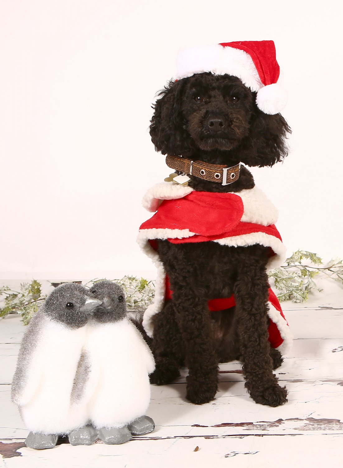 Free Pet Shoots at Pinfold Vets November 2017