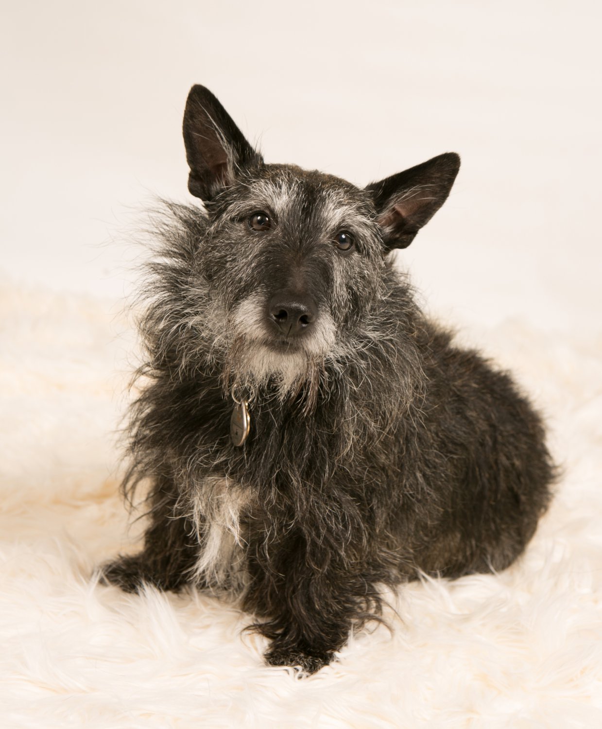 Free Pet Shoots at Pinfold Vets November 2017