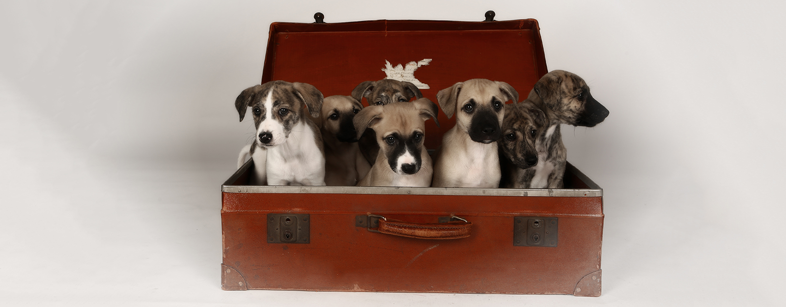 puppies1611_147.jpg